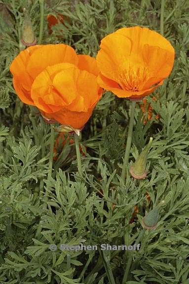 eschscholzia californica 5 graphic